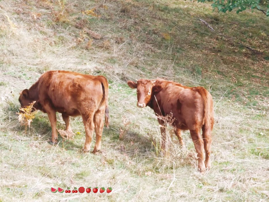 Vând viței de rasa,  angus roșu. Viței de prăsilă