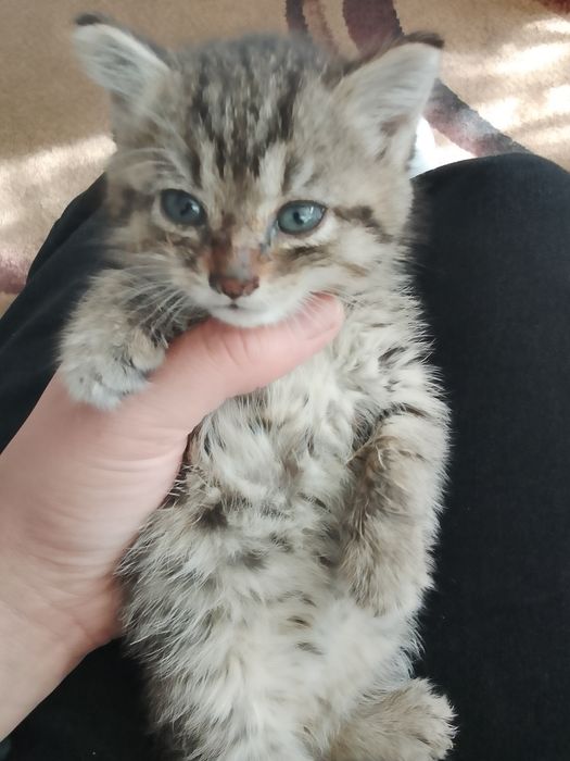 Отдам котенка девочка