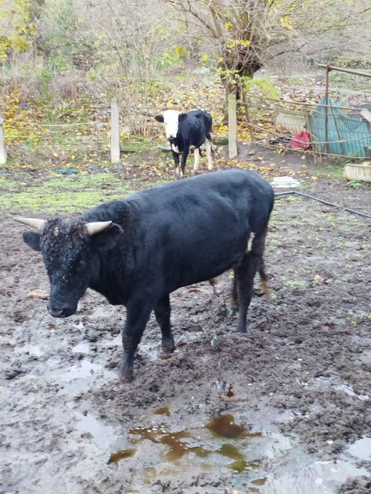 Мъжко теле на 1г.и 4 месеца