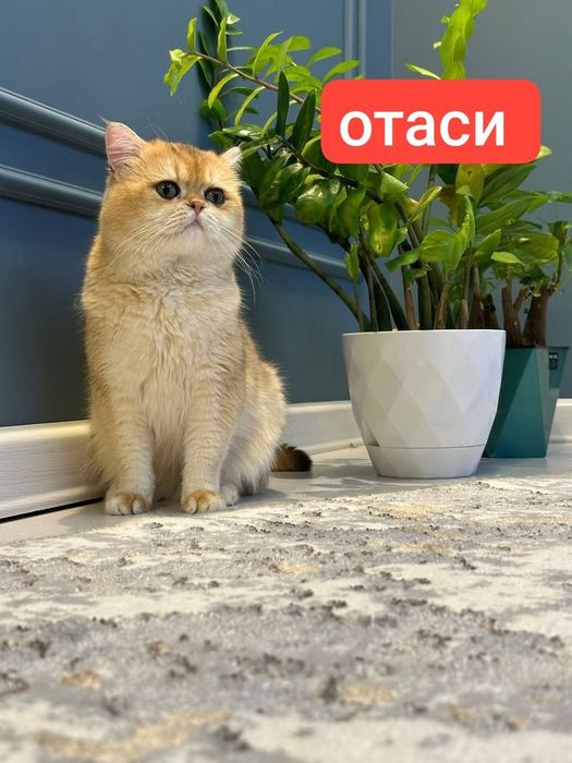 Британский шиншилла ну12, 2,ойлик сотилади