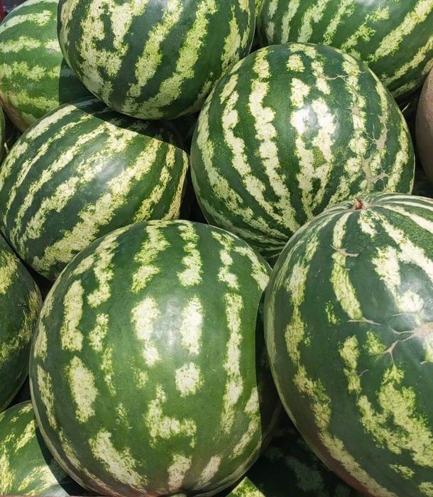 Pepeni bio Bordușani