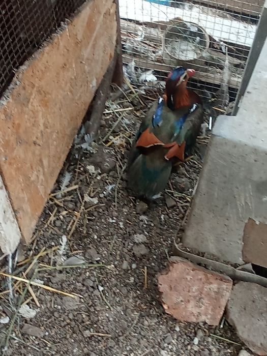 Vând turturele rozătoare fazani auriu pe roșu pe galben rate papagali