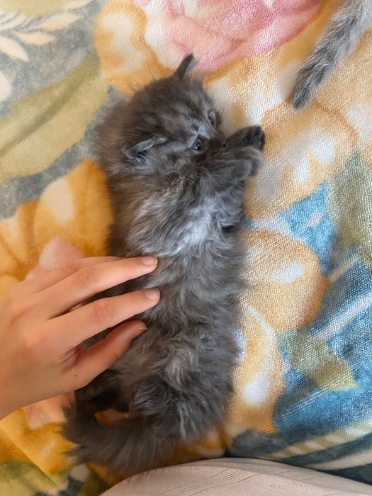 Отдаю 4 котят в добрые руки