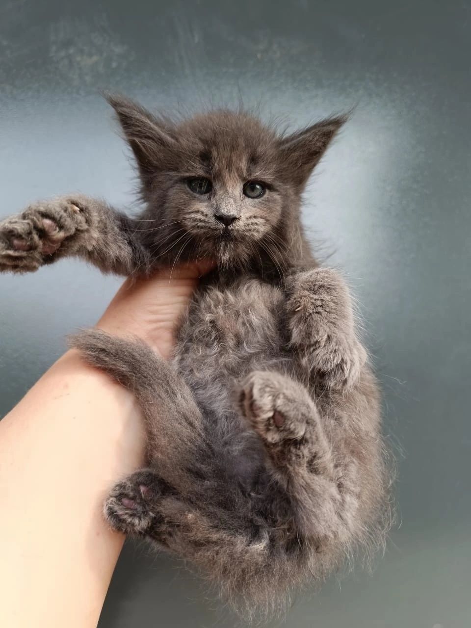 Мейн-кун котята из питомника