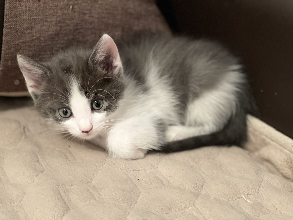 Отдам котят в хорошие руки