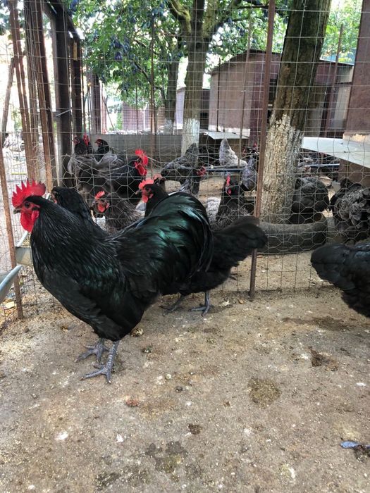 Oua araucana australorp plymouth