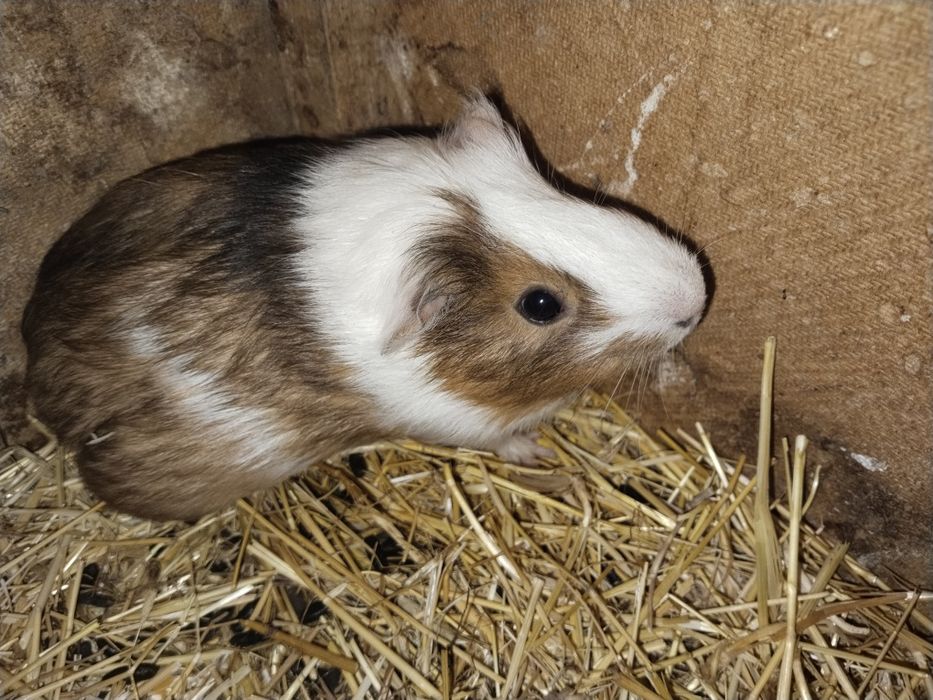 Морские свинки добродушные животные домашние