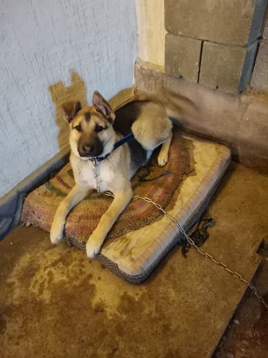 Сабака дворняшка самец отдам в хорошие руки