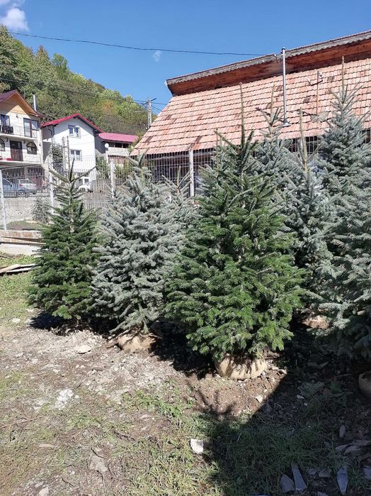 Vând tuia, mesteacăn, tei, platan, paltin, stejar, brazi