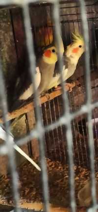 Попугай  кареллы