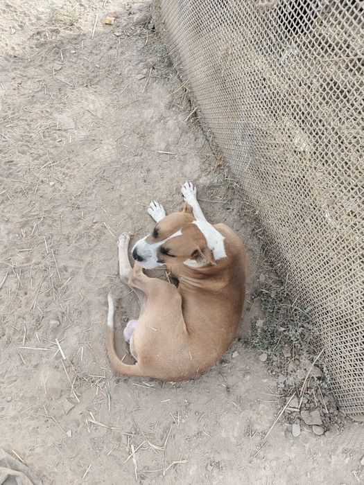 Pitbul kuchugi bahorgi kuchuk