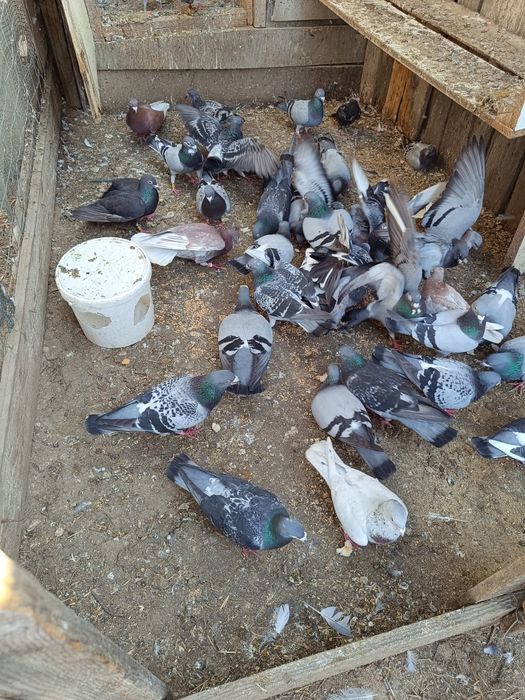 Vind porumbei și iepuri