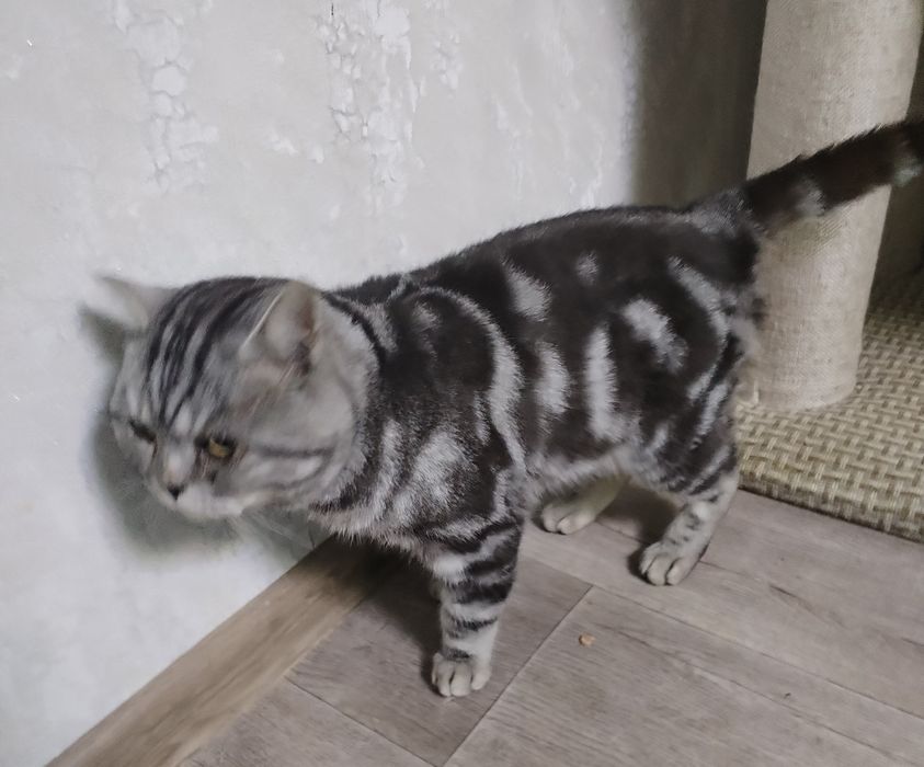 Пристраивается котик