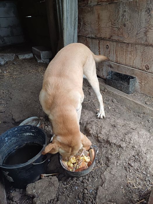 Donez caine Labrador adult