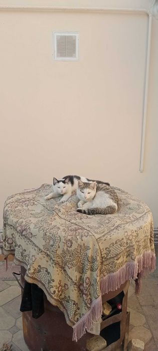 Мушуклар. Котята 4-мес.