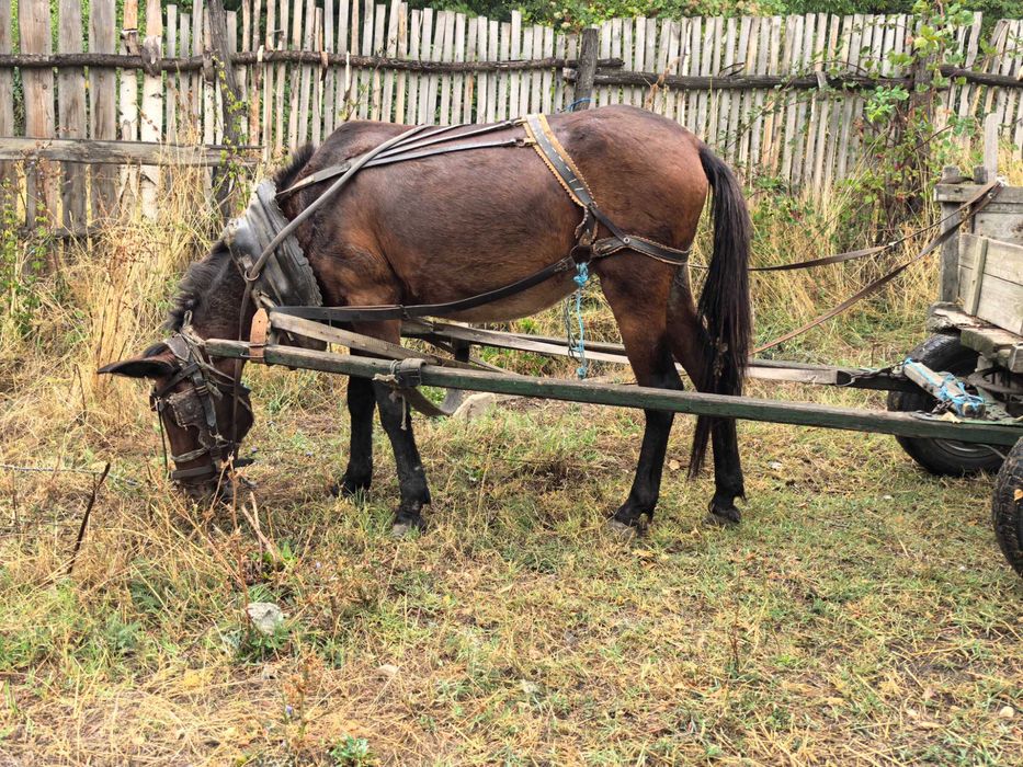 Женски катър  работен