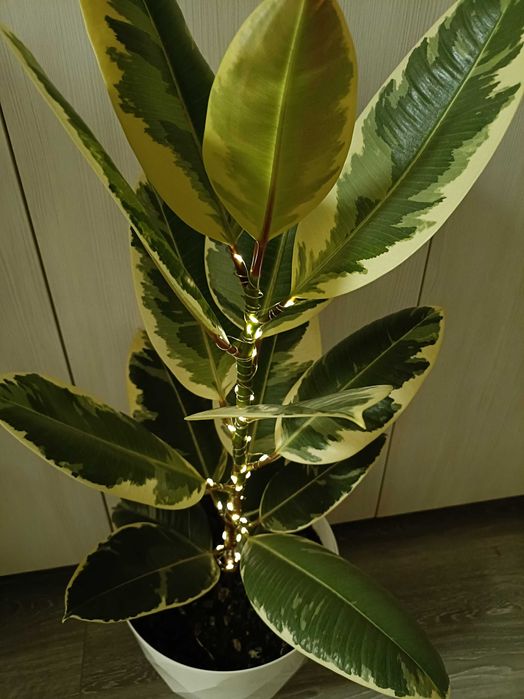 Ficus în degrade cu leduri luminoase