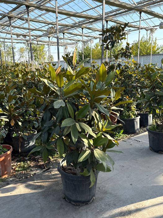 Magnoliya grandiflora