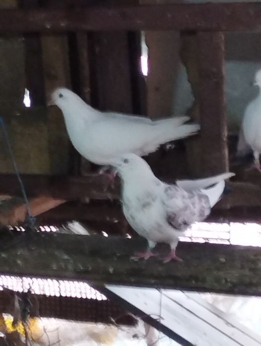 Jucători de birmingham