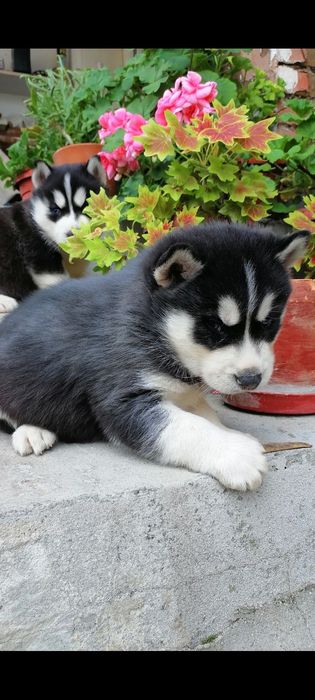 Продавам Хъски кученца