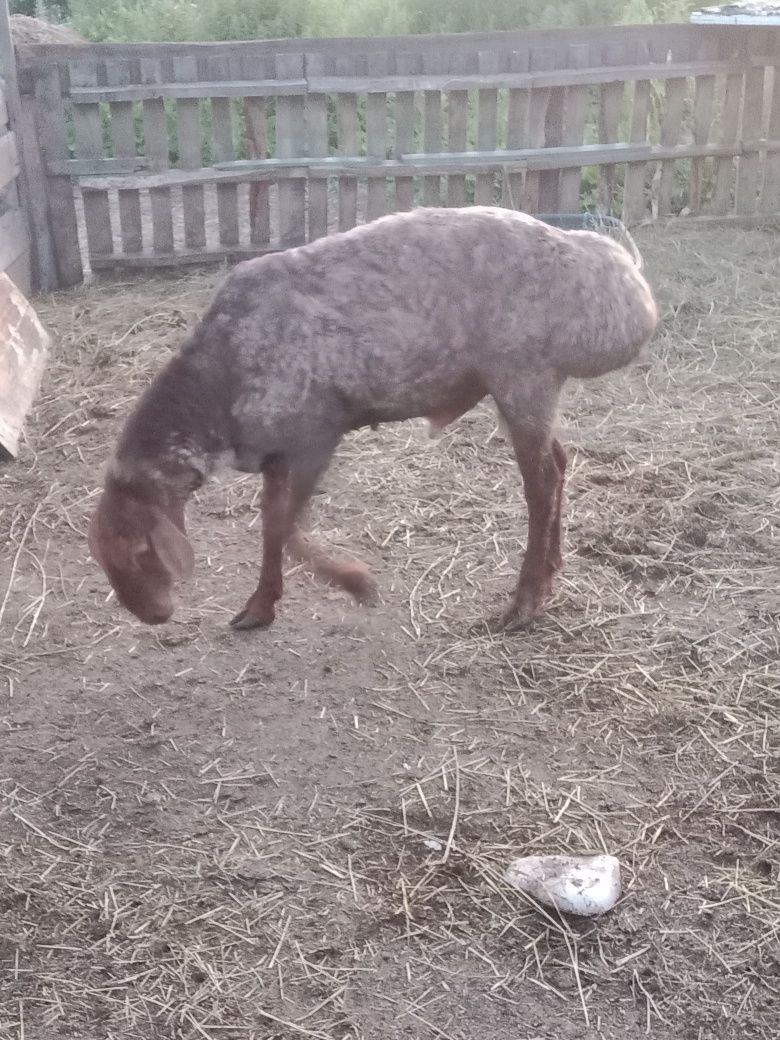 Продам КОШКАРА на плм