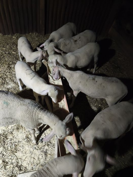 Vând berbecuți din rasa de oi lacune .