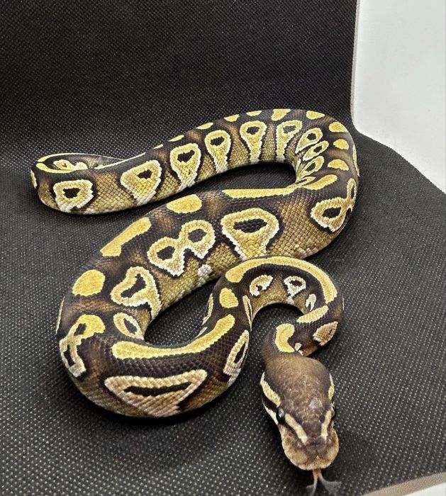 Кралски питон Mojave