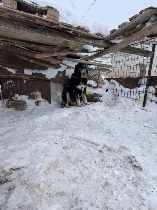 Ынтымақ ауылда 3жасар