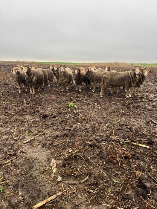 Berbecuți Merinos de vânzare