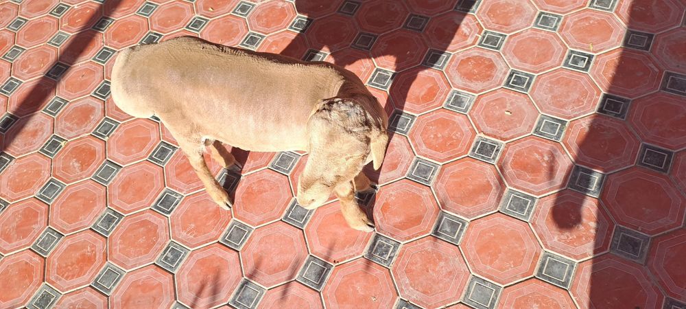 Arashan quyi , 1 yoshga tulmagan. Buxoro, Geofizika