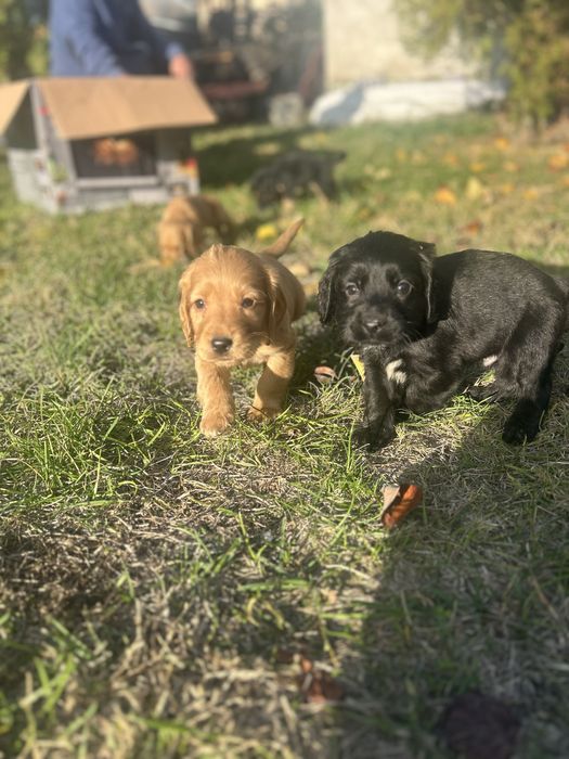 Кучета за трюфели