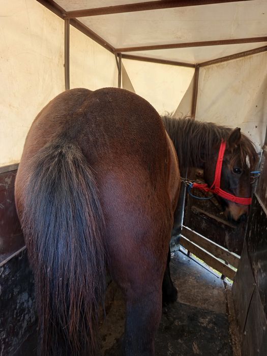 Mânz de doi ani de vanzare