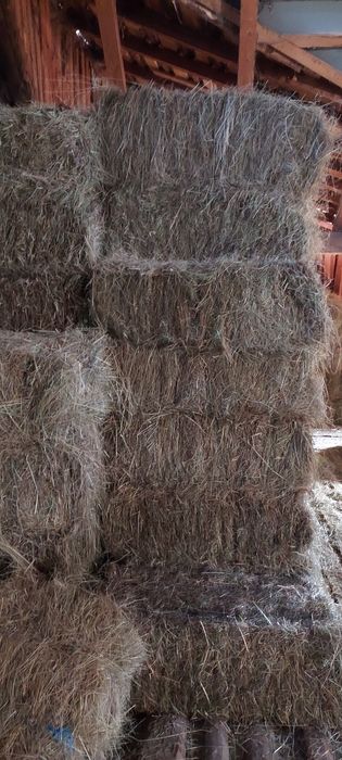 De vânzare baloți de lucernă,fân! Se asigura transport!