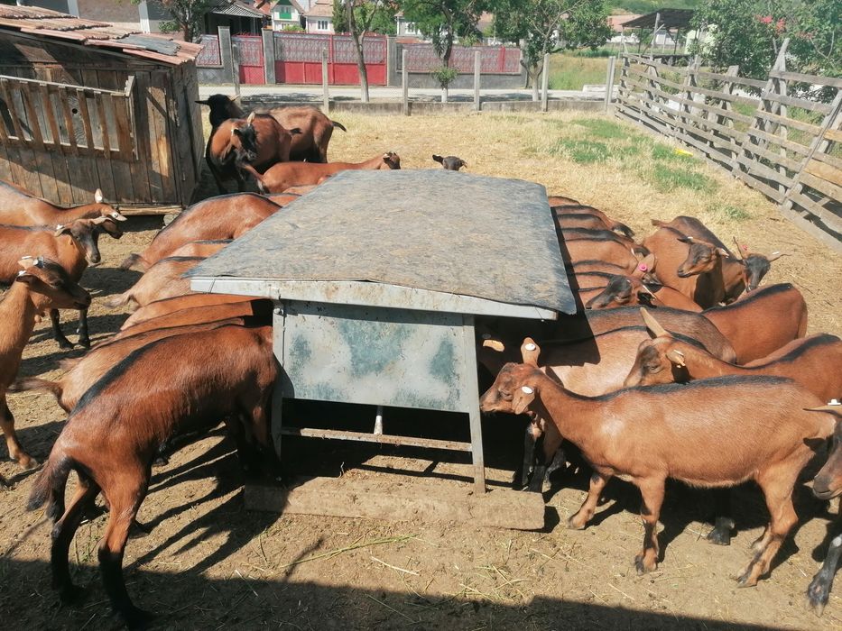 Disponibil (de vanzare) 10 femele nascute in 2025.01-02.