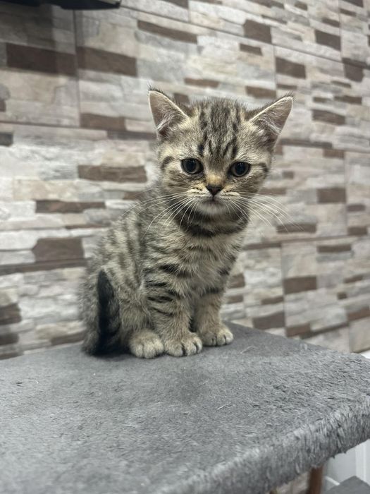 Малки британски котенца