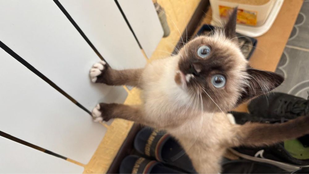 Кошка сиамская