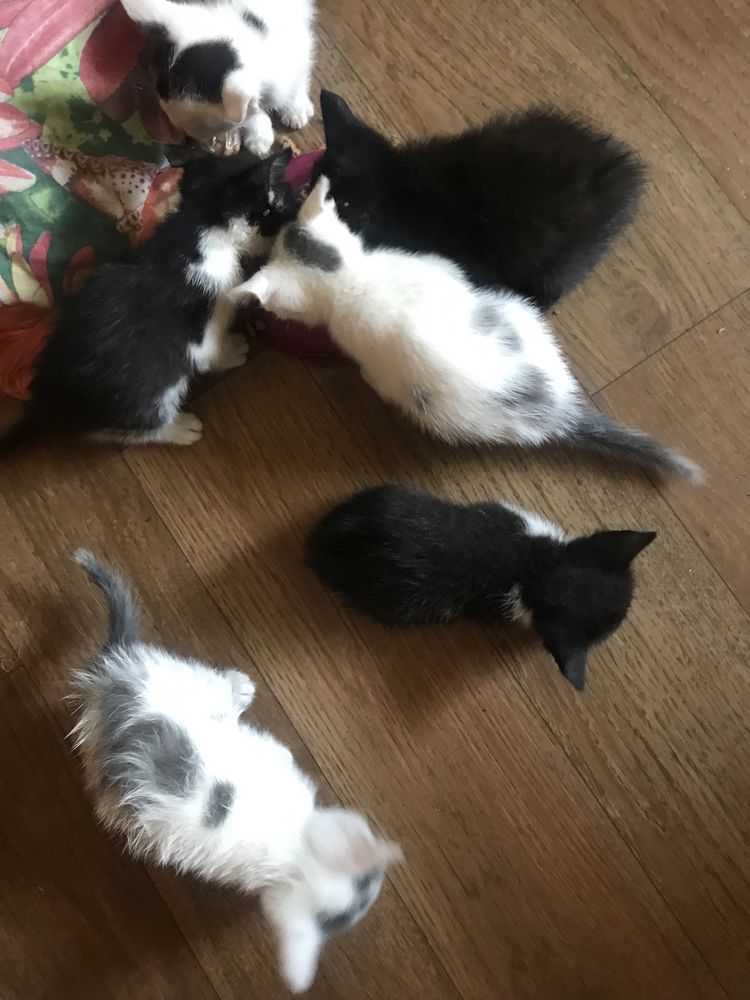 Отдам котят в добрые руки