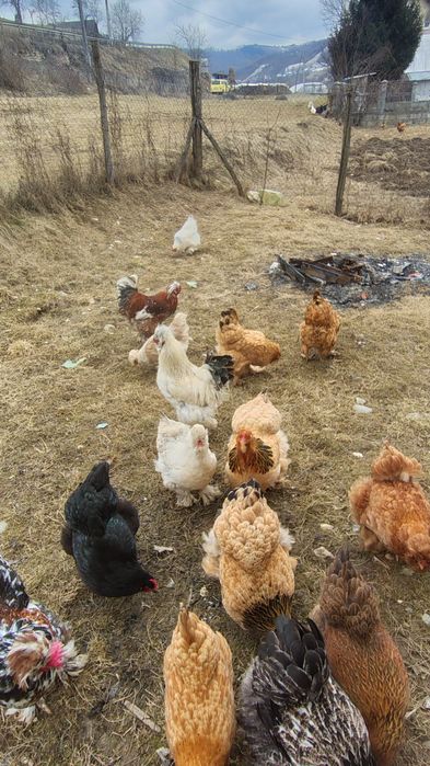 Vind oua pentru incubat 12 lei bucata