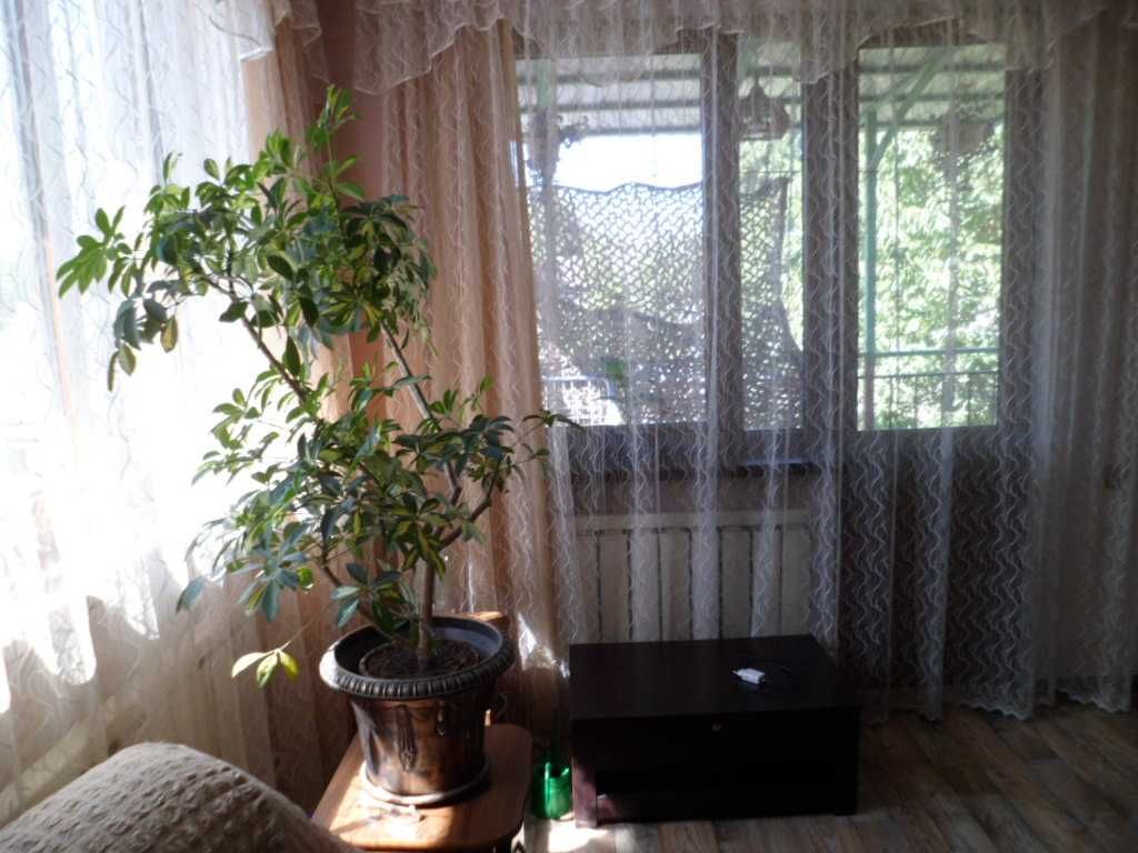 красивое комнатное растение фикус