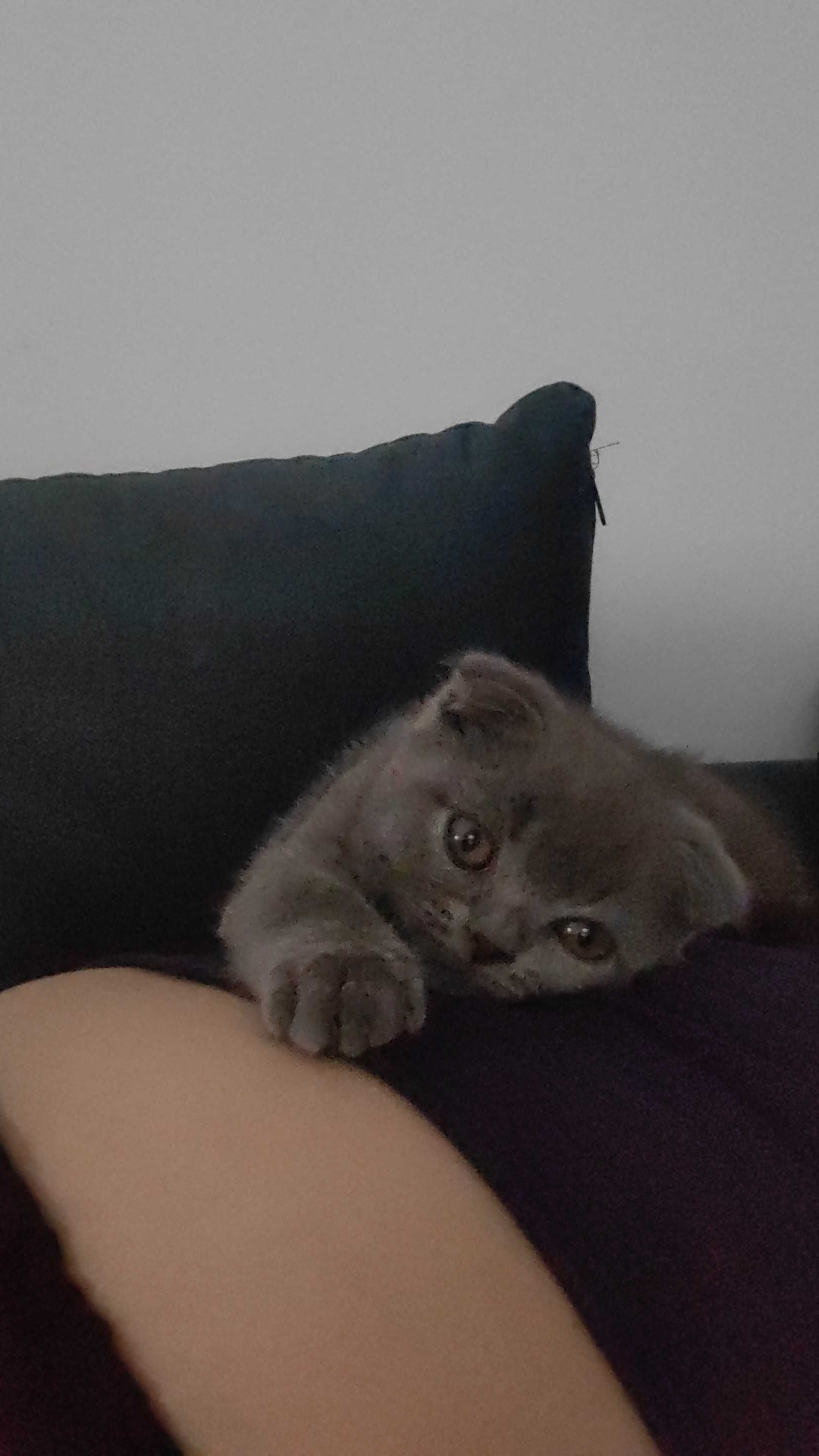 Pui scottish fold