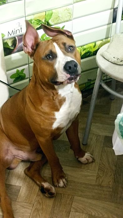 Сведу мальчика стафоширский тырьер