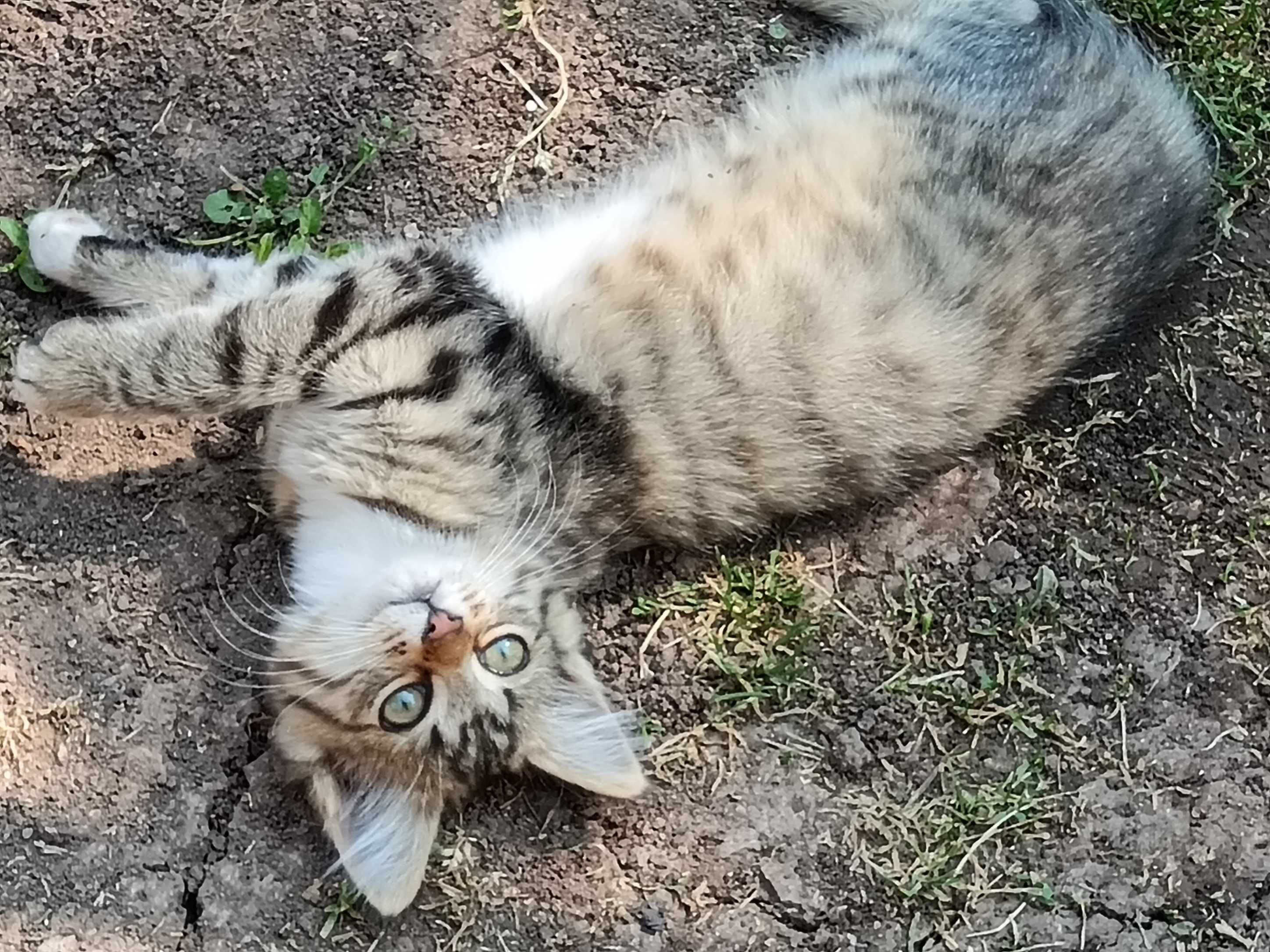 Подарявам женско коте