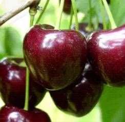 Йирик экспортбоб гилос кучатлари