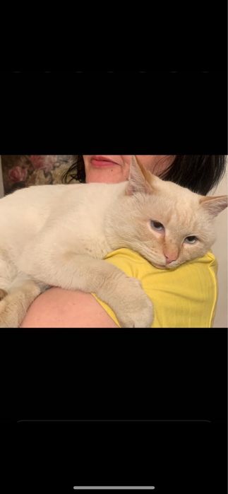 котята тайского кота