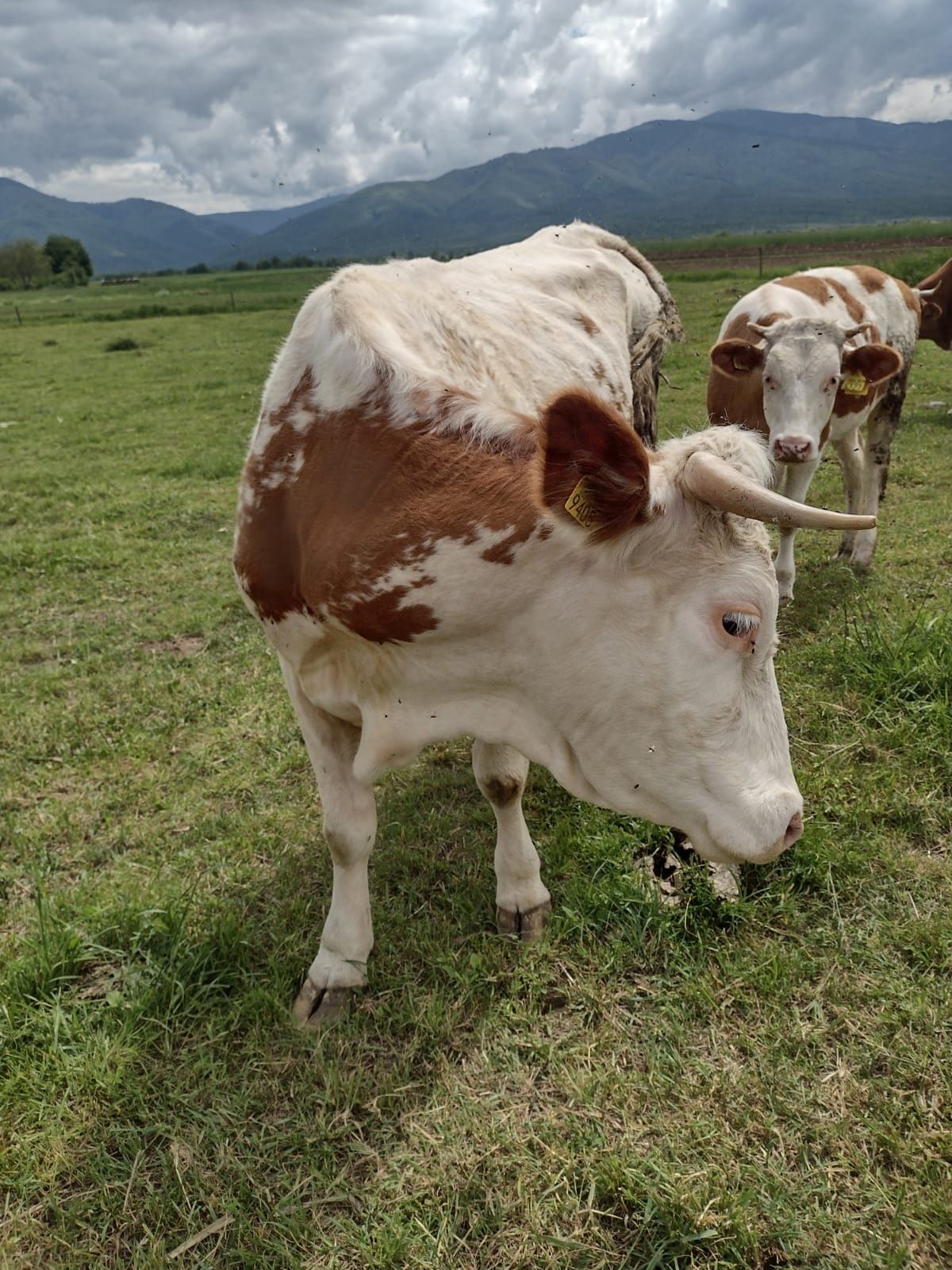 Vaca gestanta de vanzare