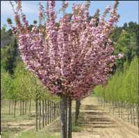 Ciresul japonez Prunus serrulata Kanzan