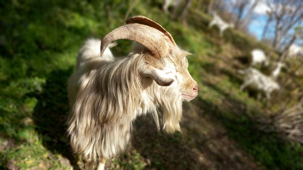 Țap saanen de un an și opt lunii