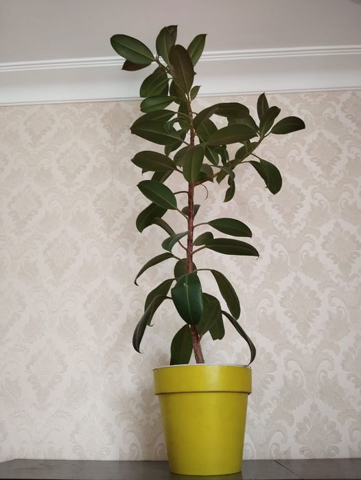 Цветы фикус обмен