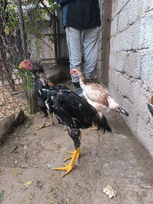 Петух бойцовыйдакан