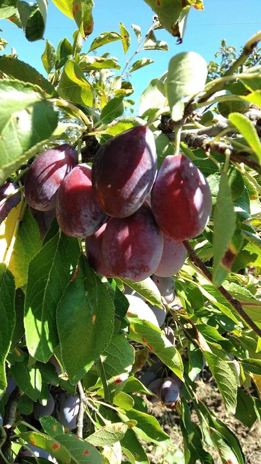 Prune ARJAN pentru tuica